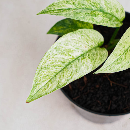 monstera laniata variegated Monstera Laniata Mint Variegated — Aroidasia