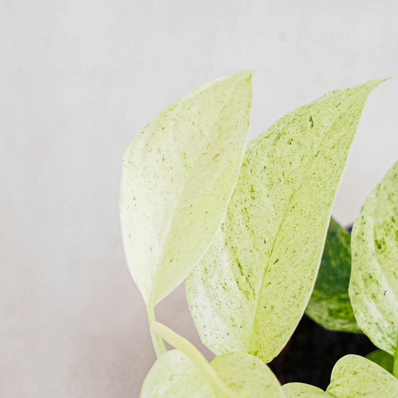 Monstera Laniata Mint Variegated