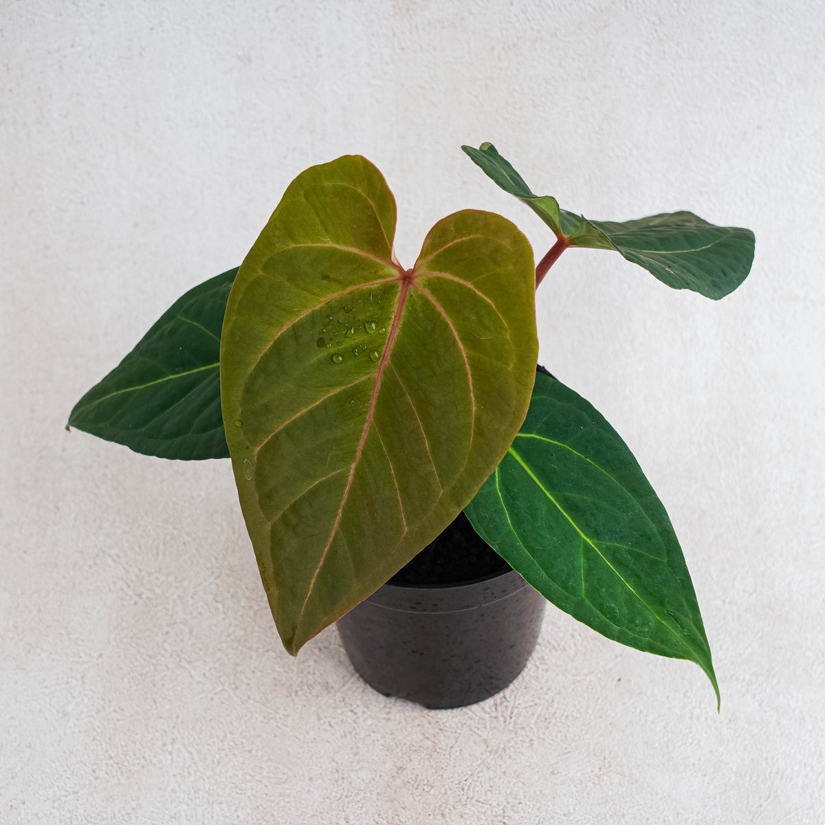 anthurium dark red Anthurium Red Sonya — Aroidasia