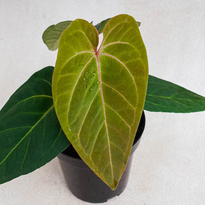 Anthurium Red Sonya