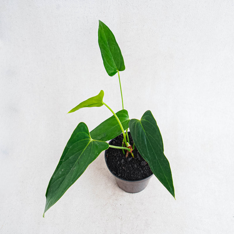 anthurium chiapasense Anthurium Chiapense