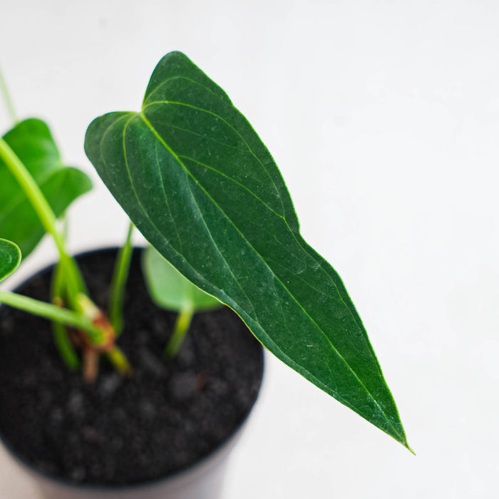 Anthurium Chiapense