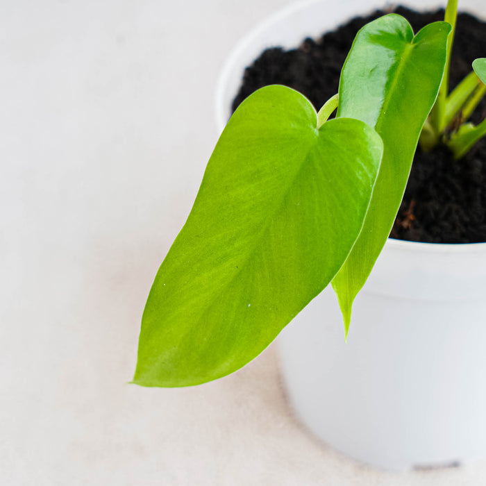 Philodendron Florida Beauty x Radiatum