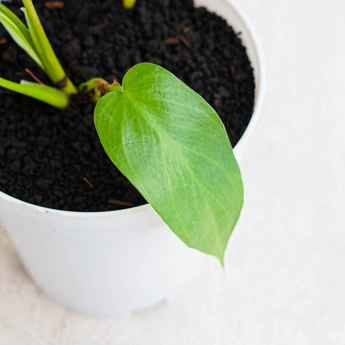 Philodendron Florida Beauty x Radiatum