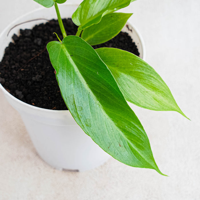 Philodendron Florida Beauty x Squamiferum