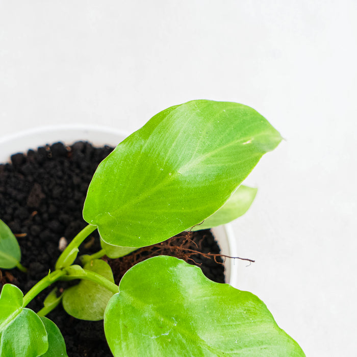 Philodendron Radiatum x Distantilobum