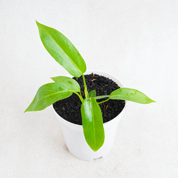 Philodendron Radiatum Variegated x Florida Beauty Variegated