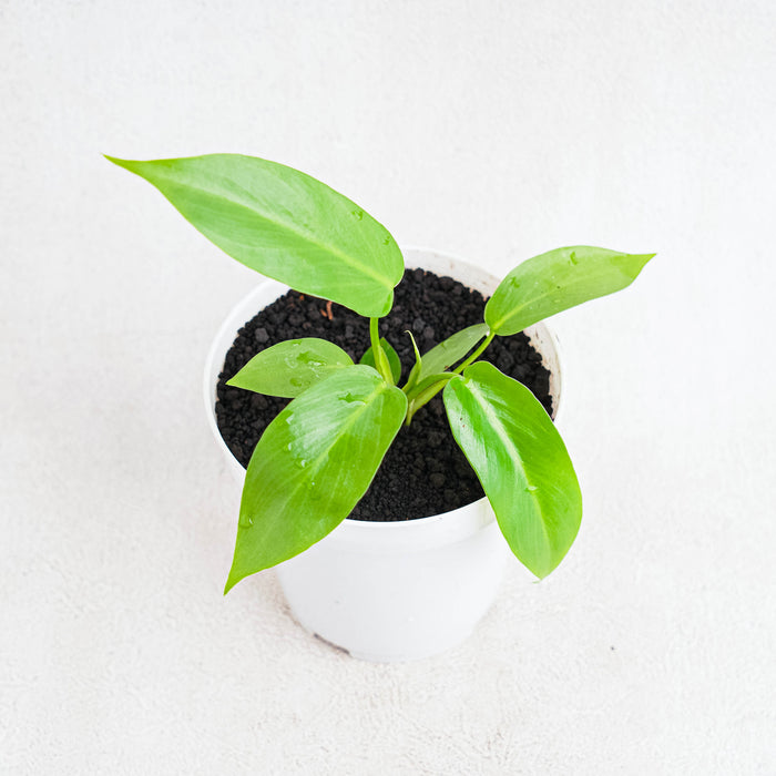 Philodendron Radiatum Variegated x Florida Beauty Variegated