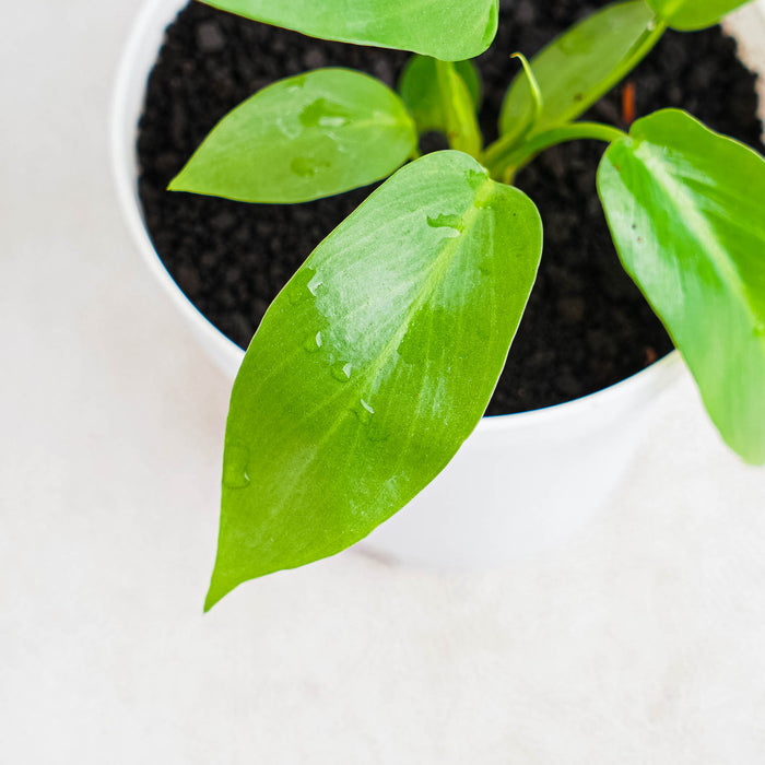 Philodendron Radiatum Variegated x Florida Beauty Variegated