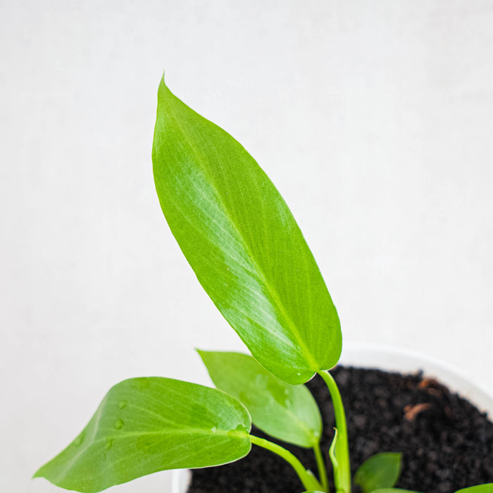 Philodendron Radiatum Variegated x Florida Beauty Variegated