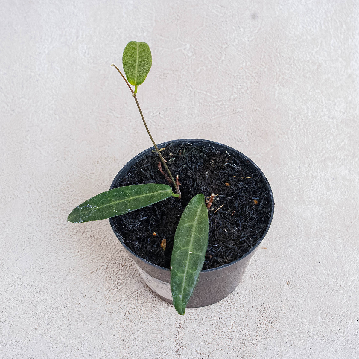 Hoya Hypolasia — Aroidasia