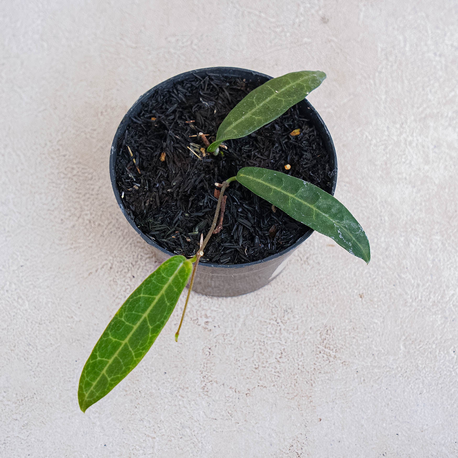 Hoya Hypolasia — Aroidasia
