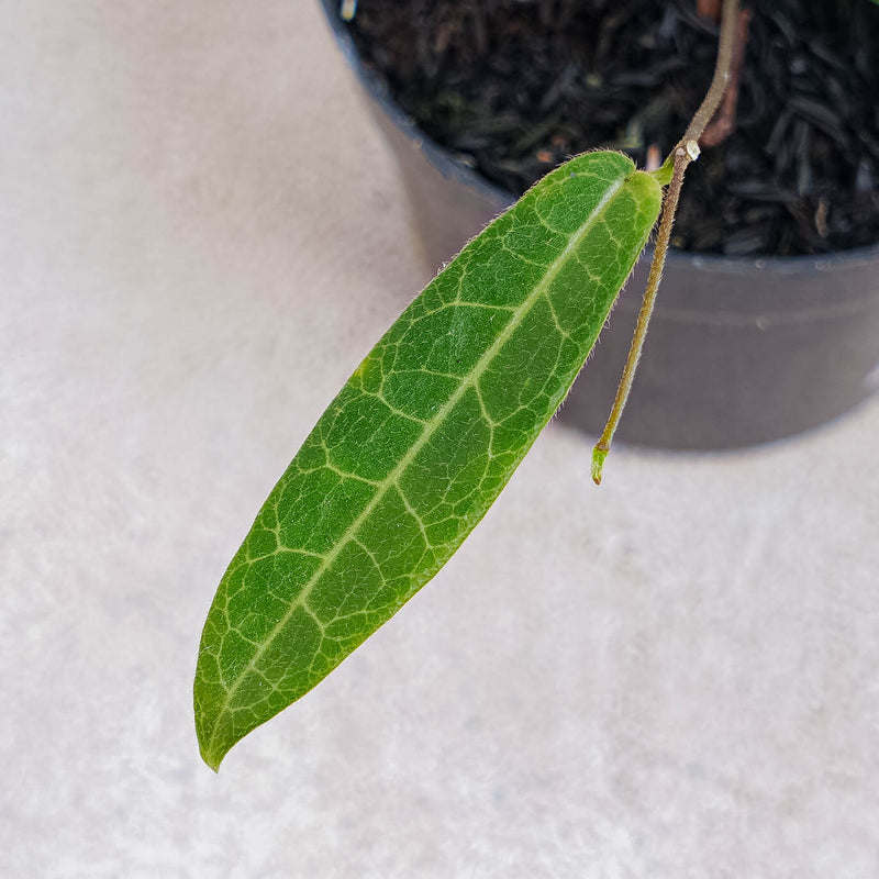 Hoya Hypolasia