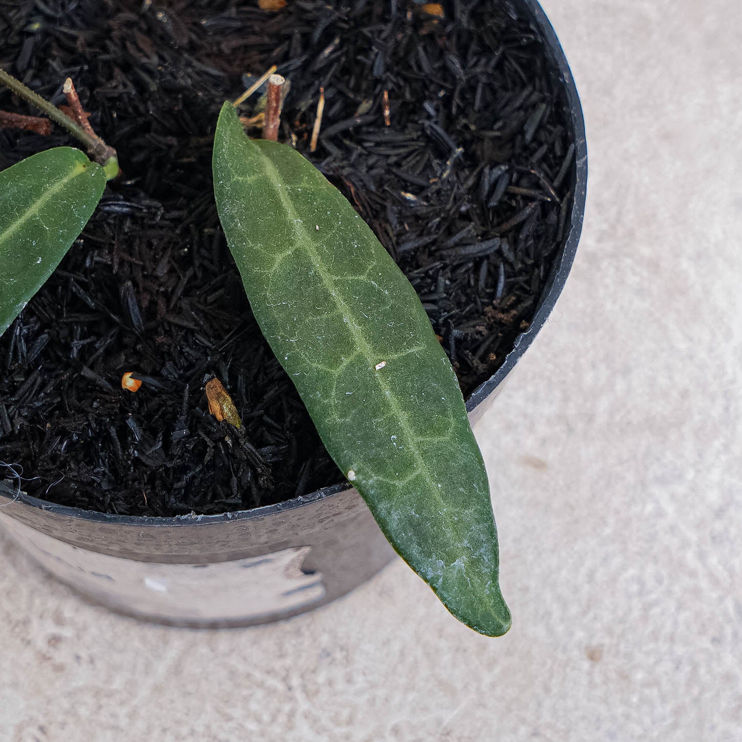 Hoya Hypolasia — Aroidasia