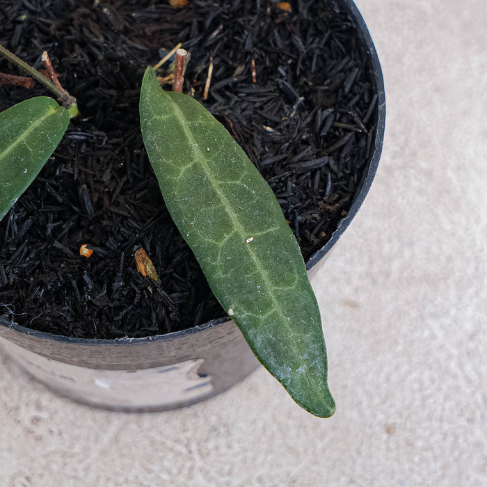 Hoya Hypolasia