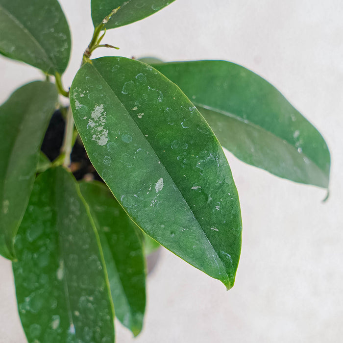 Hoya Wallichii