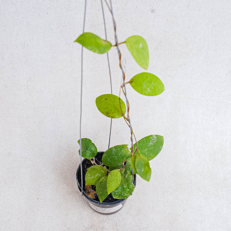 Hoya Uncinata Borneo