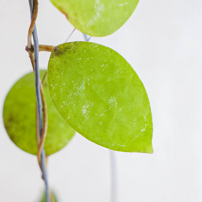 Hoya Uncinata Borneo