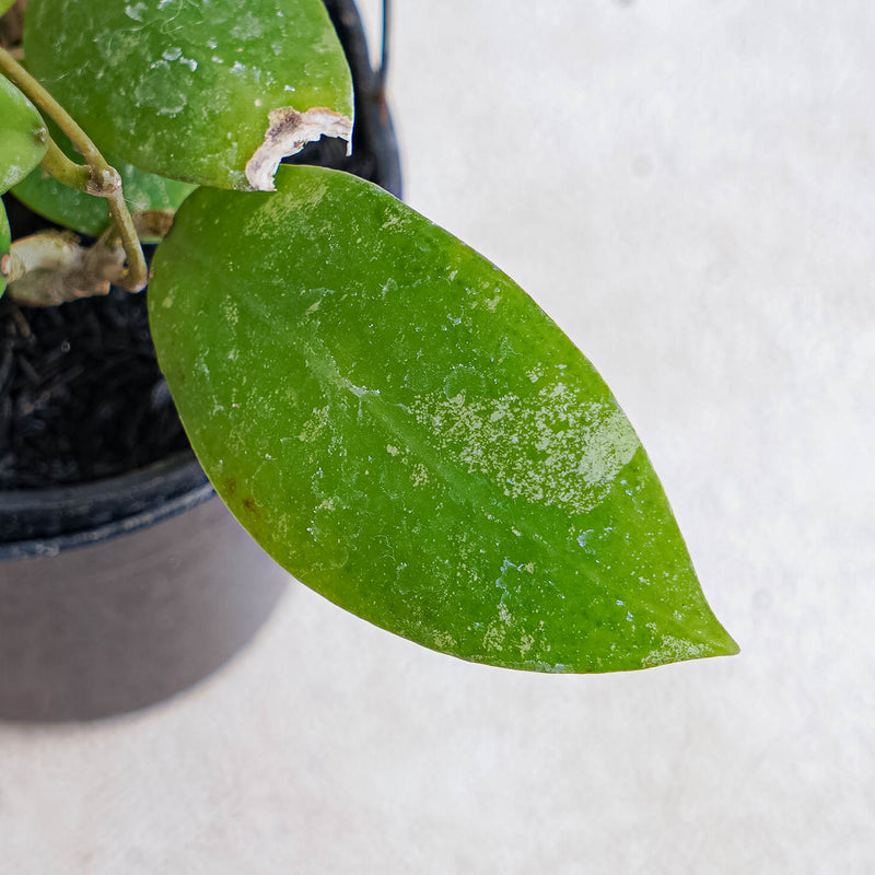 Hoya Uncinata Borneo