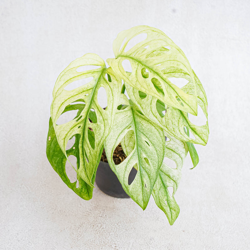 Monstera Adansonii Mint Variegated