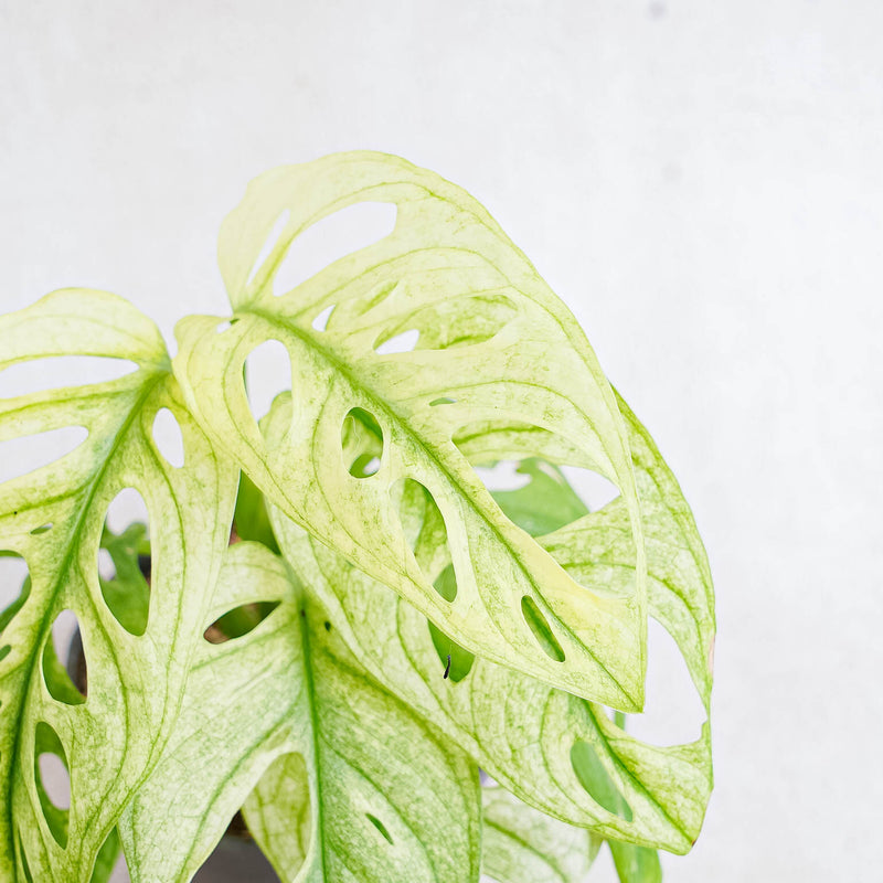 Monstera Adansonii Mint Variegated