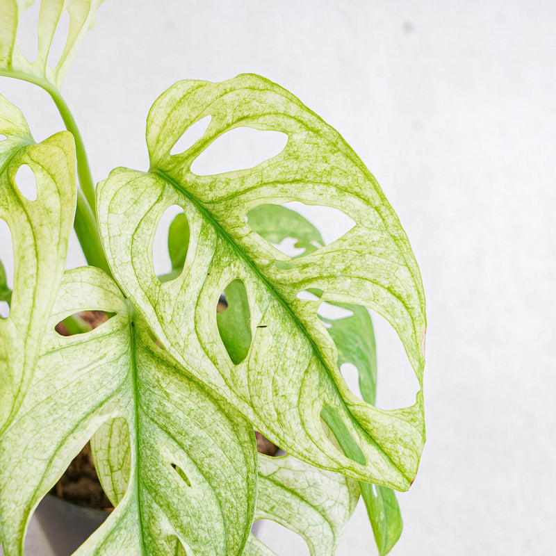 Monstera Adansonii Mint Variegated