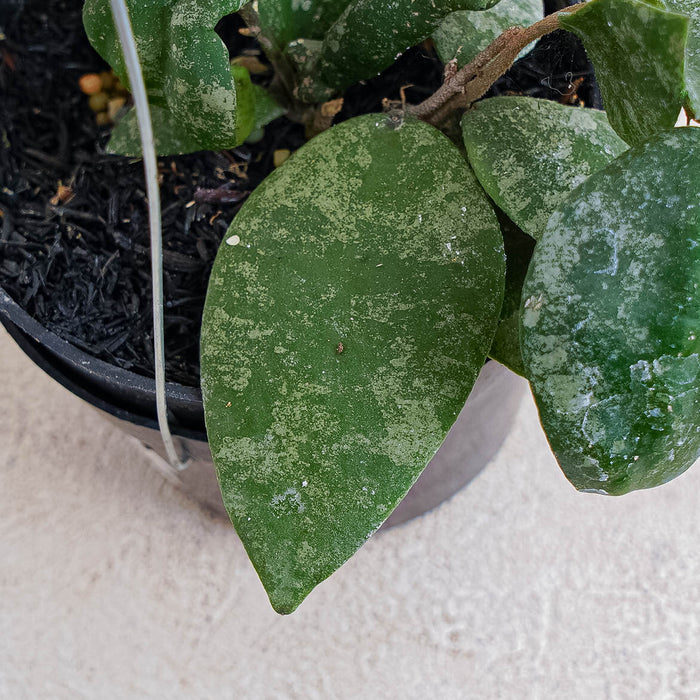 Hoya Flagellata