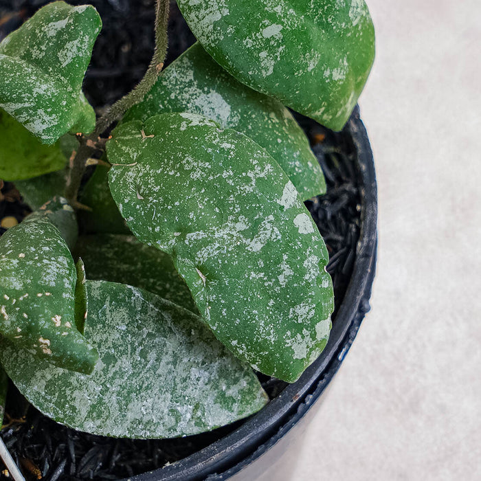 Hoya Flagellata