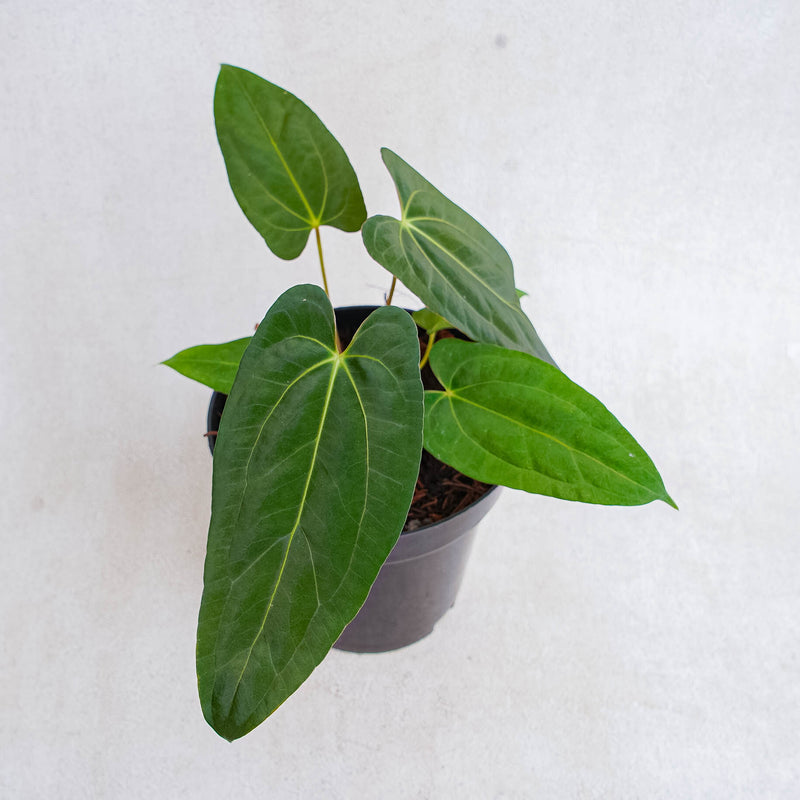 anthurium fort sherman Anthurium Fort Sherman Hybrid — Aroidasia