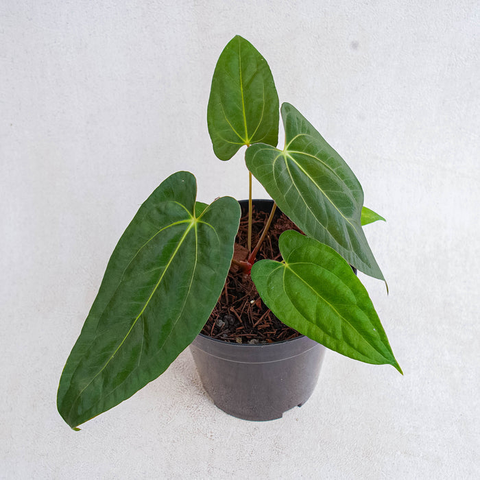 Anthurium corduroy x fort sherman