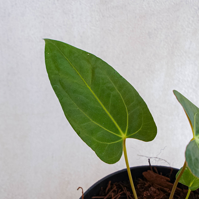 Anthurium Fort Sherman Hybrid