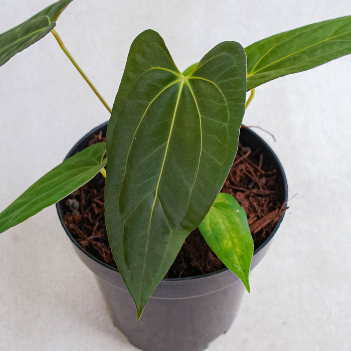 Anthurium Corduroy x Fort Sherman