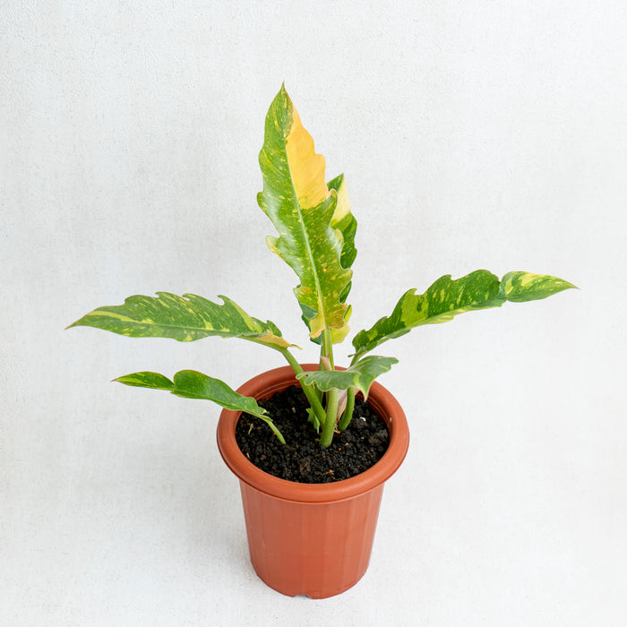 Philodendron ring of fire (Wholesale)