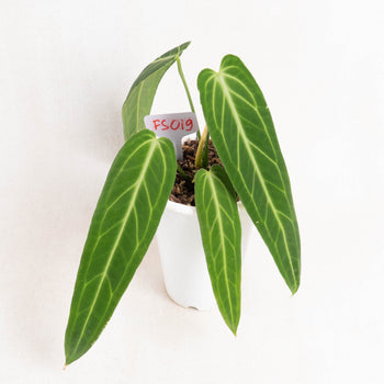 anthurium warocqueanum for sale Anthurium Warocqueanum Big Size — Aroidasia