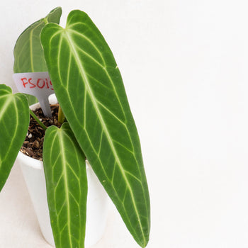 Anthurium Warocqueanum Big Size