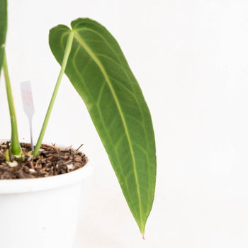 Anthurium Warocqueanum Big Size