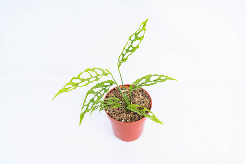 🎁 Monstera Obliqua (100% off)