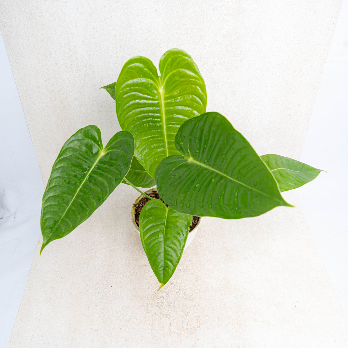 king veitchii anthurium Anthurium King Veitchii Medium — Aroidasia