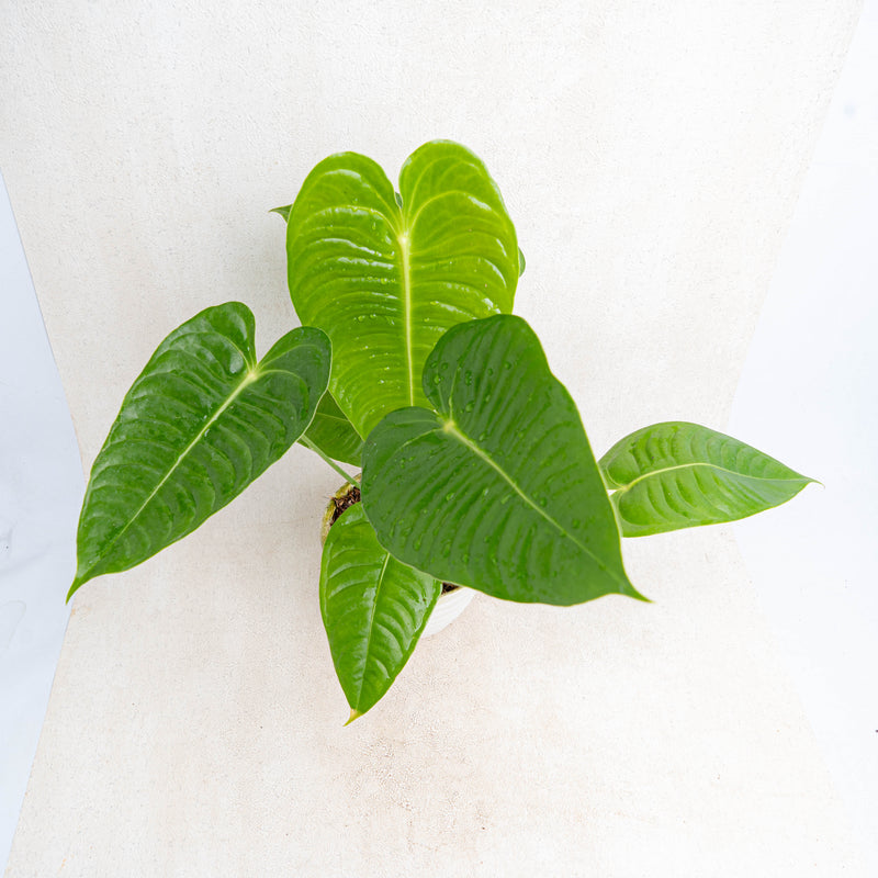 Anthurium King Veitchii Medium