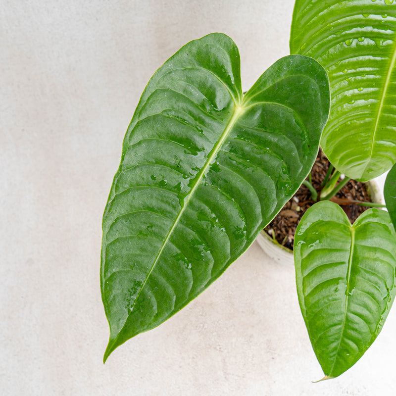 Anthurium King Veitchii Medium