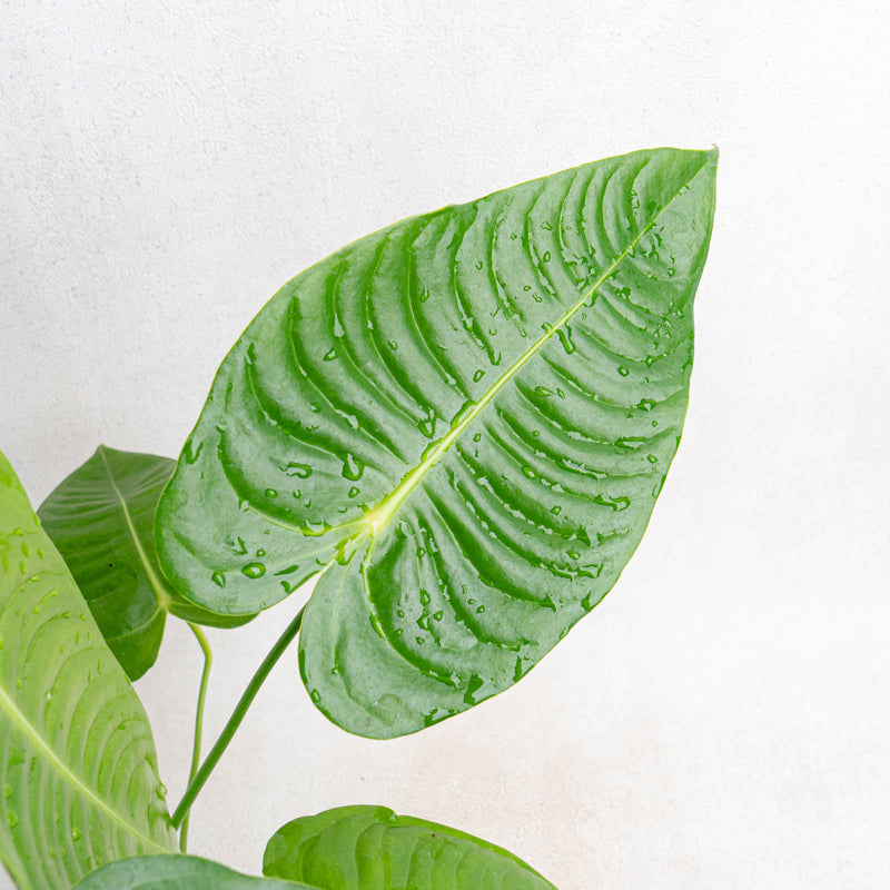 Anthurium King Veitchii Medium