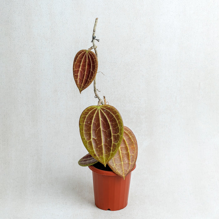 50 pcs Hoya Macrophylla Red (Wholesale)