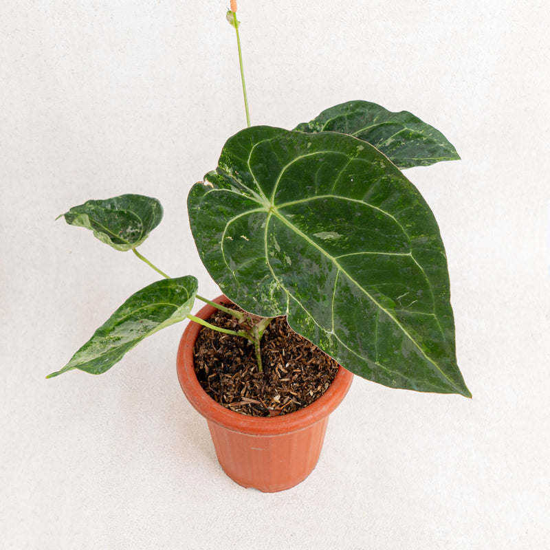 Anthurium forgetii variegated-Aroidasia