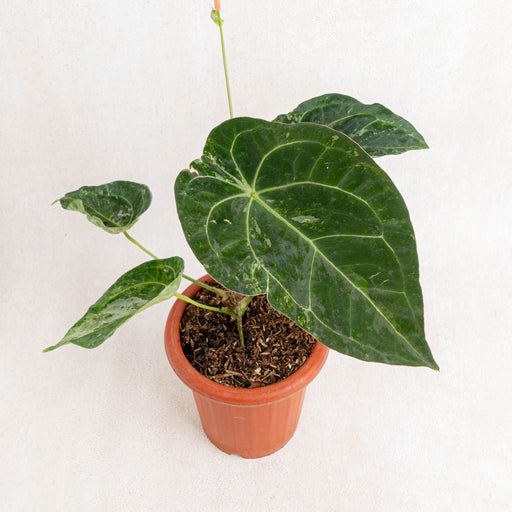 Anthurium forgetii variegated-Aroidasia