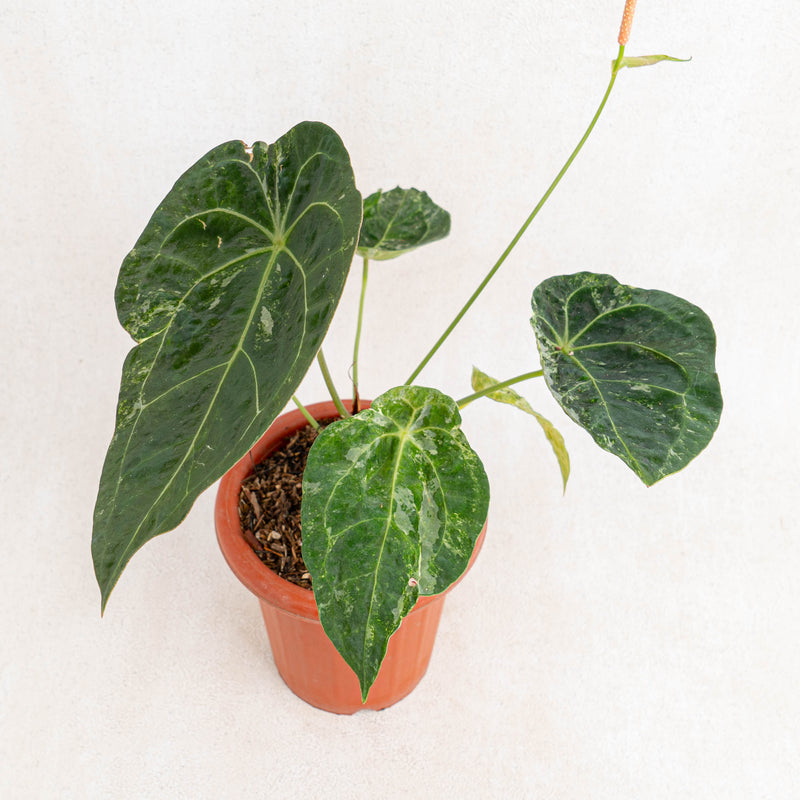 Anthurium forgetii variegated-Aroidasia
