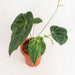 Anthurium forgetii variegated-Aroidasia