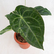Anthurium forgetii variegated-Aroidasia