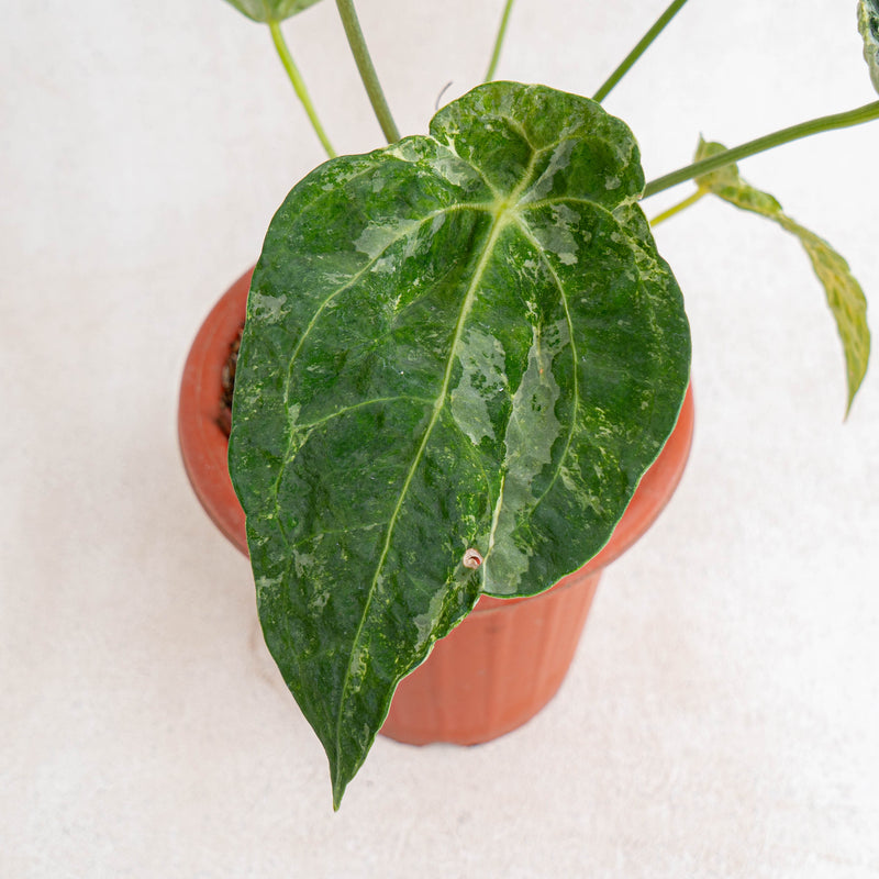 Anthurium forgetii variegated-Aroidasia