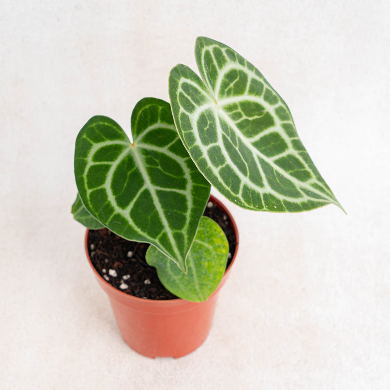 Anthurium queen clarinervium-Aroidasia