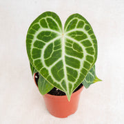 Anthurium queen clarinervium-Aroidasia